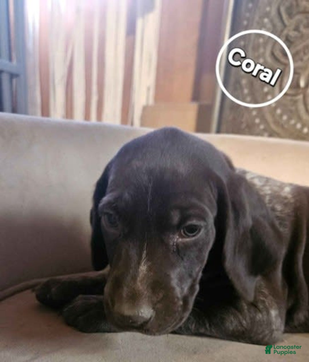 German Shorthaired Pointer dogs for sale: German Shorthaired Pointer 5 puppies - Image 8