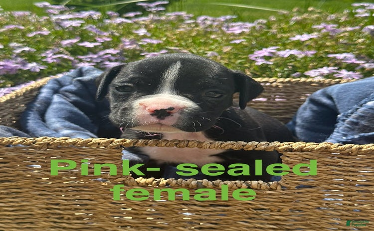 Boxer dogs for sale - Ad 2