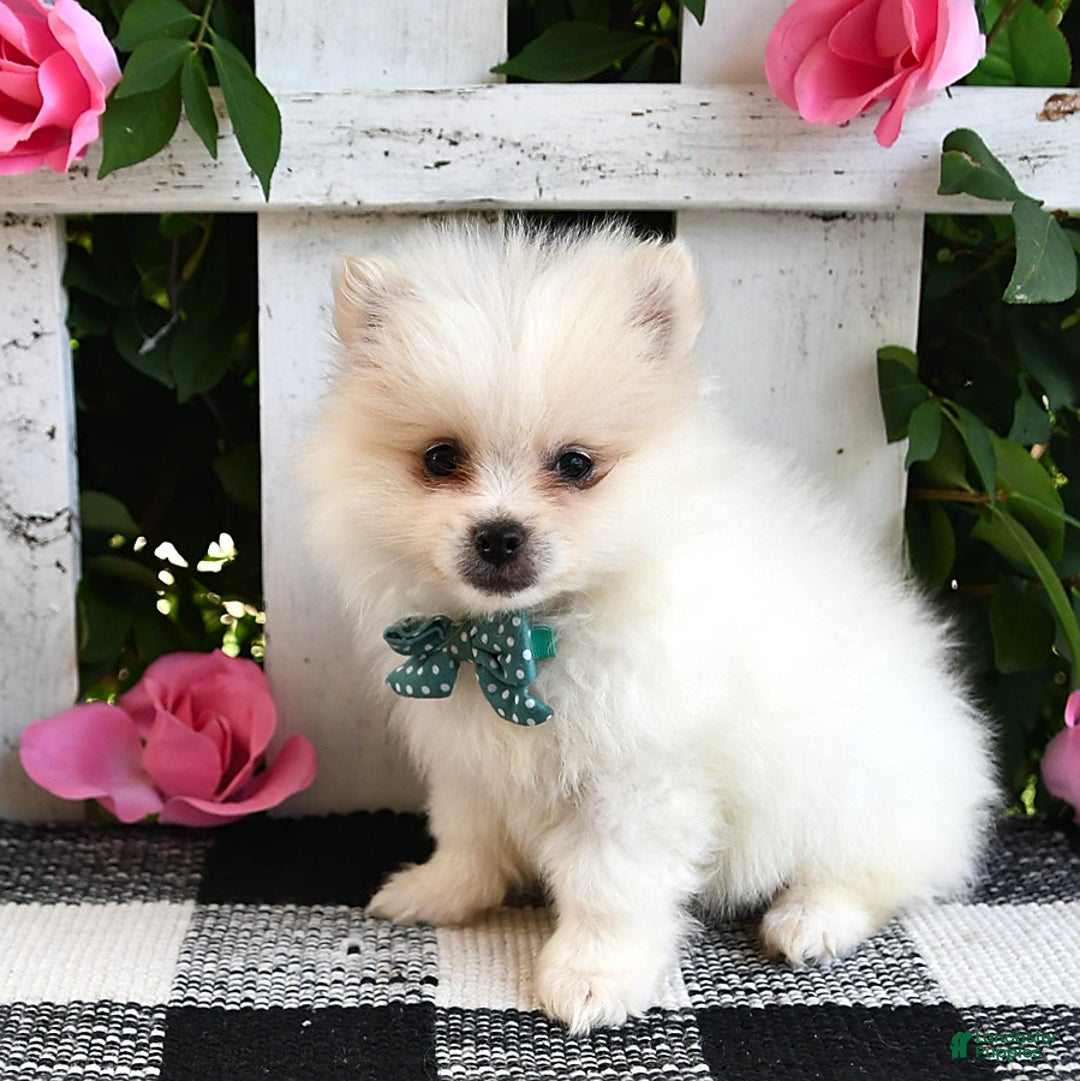 Pomeranian dogs for sale: Teddy - Image 7