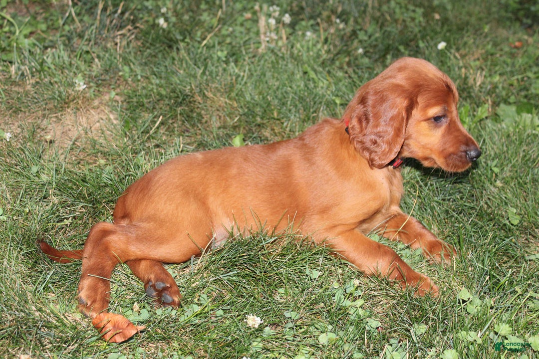 Irish Setter dogs for sale: Flossy - Image 1