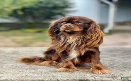 Beaglier dogs for sale: Wrangler - Image 10