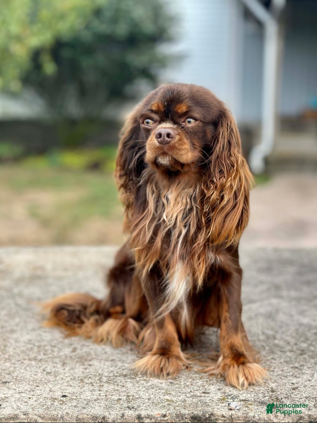 Beaglier dogs for sale: Wrangler - Image 10