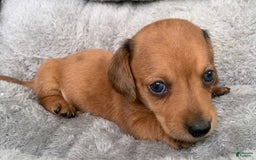 Miniature Dachshund dogs for sale: Baby Charlie - Image 2