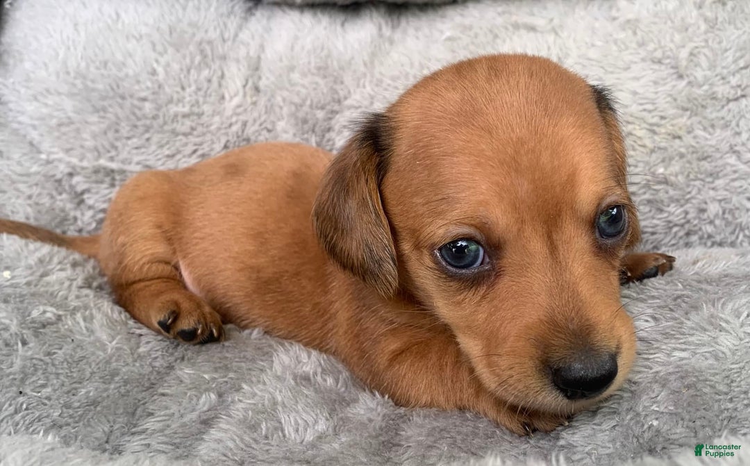 Miniature Dachshund dogs for sale: Baby Charlie - Image 2