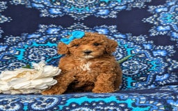 Miniature Poodle dogs for sale: Hana - Image 2