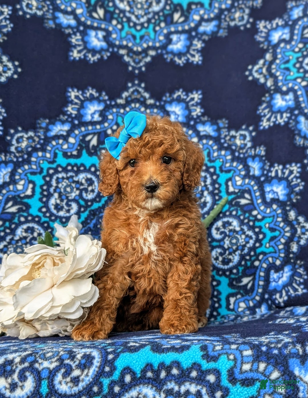 Miniature Poodle dogs for sale: Hana - Image 2
