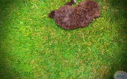 Havapoo dogs for sale: Bliss - Image 7