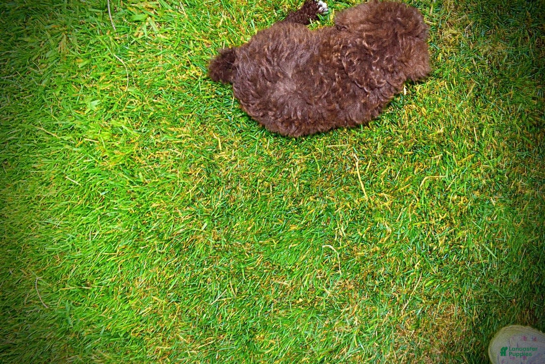 Havapoo dogs for sale: Bliss - Image 7