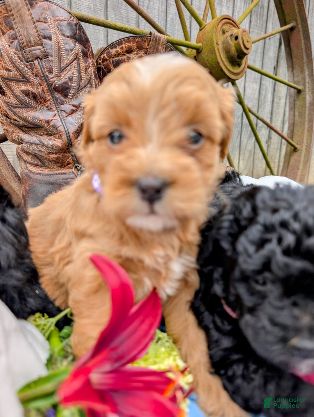 Mini Bernedoodle dogs for sale: Bella B. - Image 1