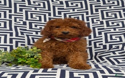 Miniature Poodle dogs for sale: Doyle - Image 4