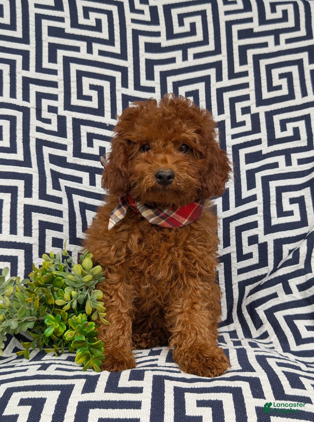 Miniature Poodle dogs for sale: Doyle - Image 4