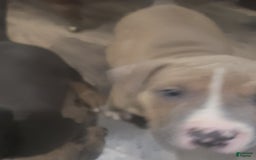 American Bully dogs for sale: Socks - Image 44