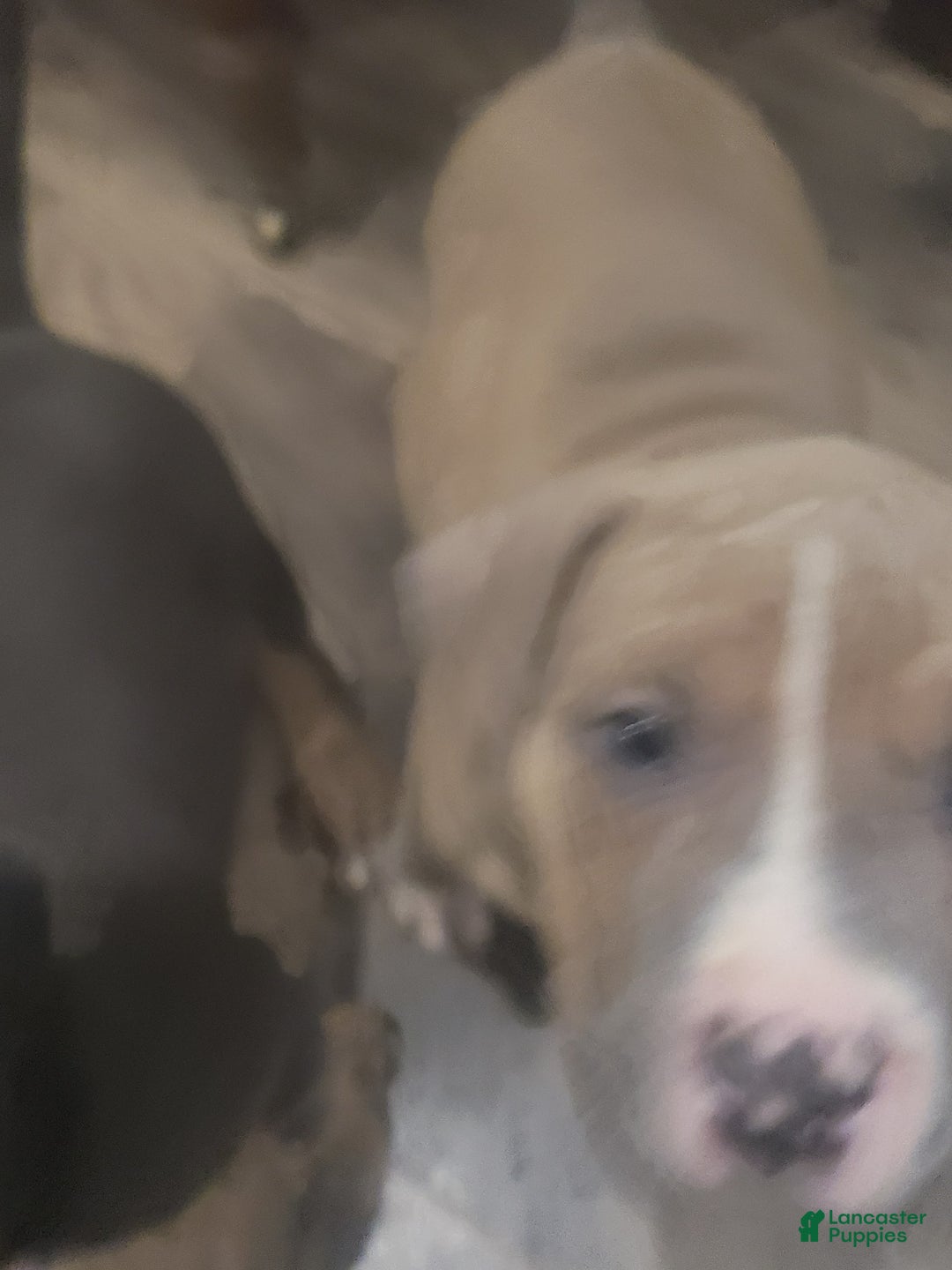 American Bully dogs for sale: Socks - Image 44