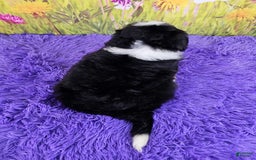 Mini Bernedoodle dogs for sale: Lennon Mini - Image 4