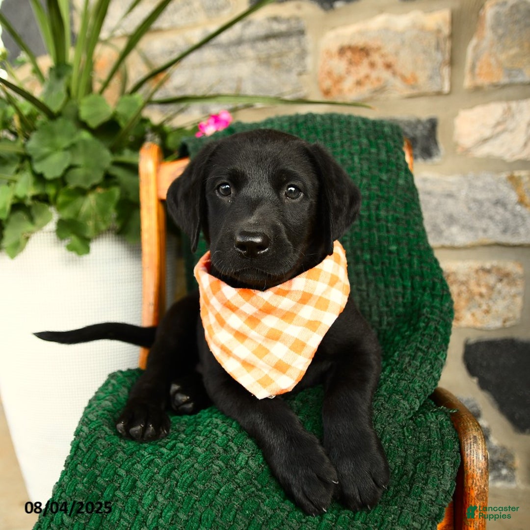 Labrador Retriever dogs for sale: Sundae - Image 2