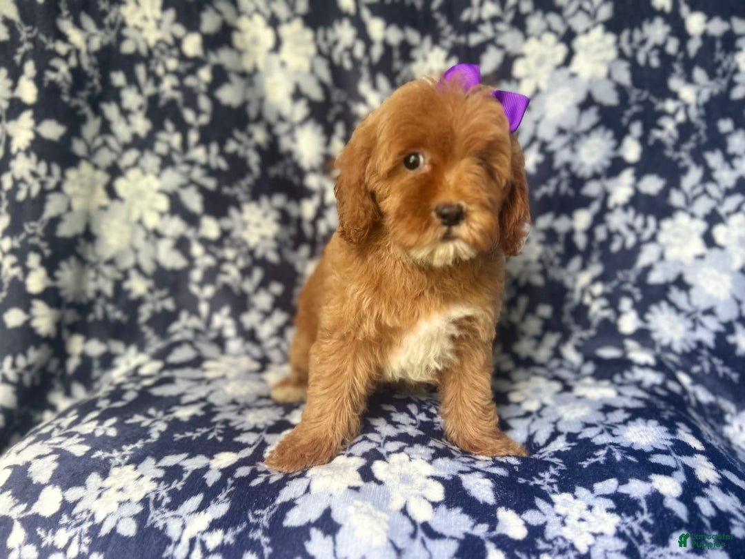 Cockapoo dogs for sale: Sky - Image 2