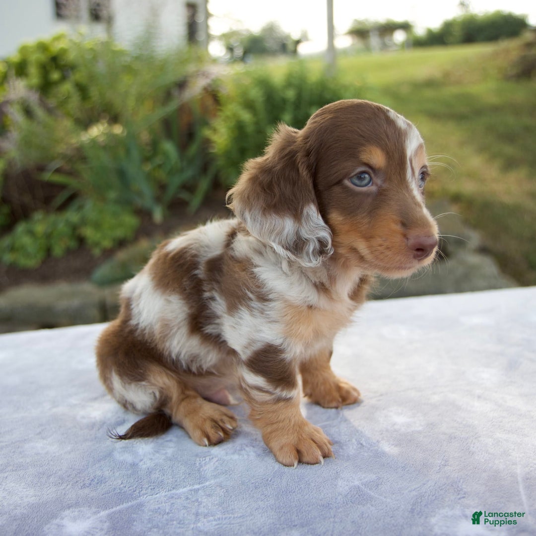 Miniature Dachshund dogs for sale: Finley - Image 4