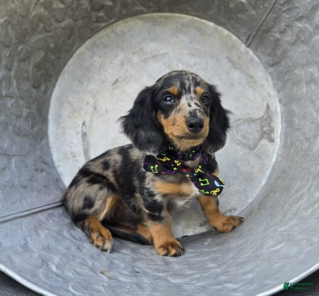 Miniature Dachshund dogs for sale: Albert - Image 13