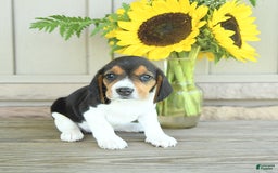 Beagle dogs for sale: Taffy - Image 5