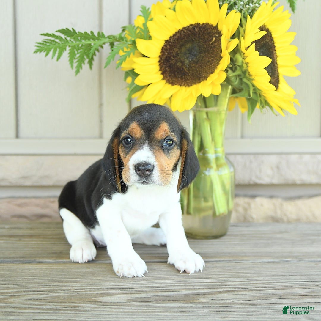 Beagle dogs for sale: Taffy - Image 5