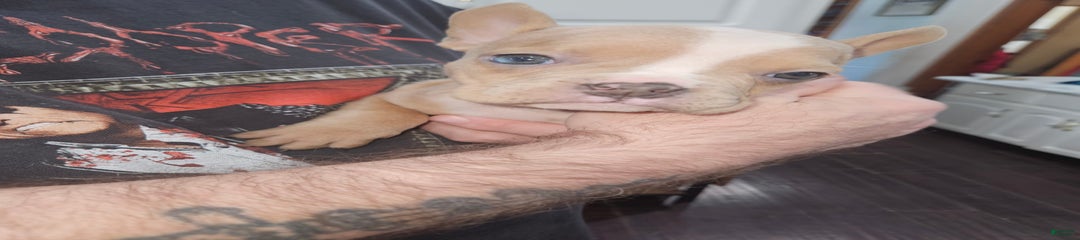 Delila
