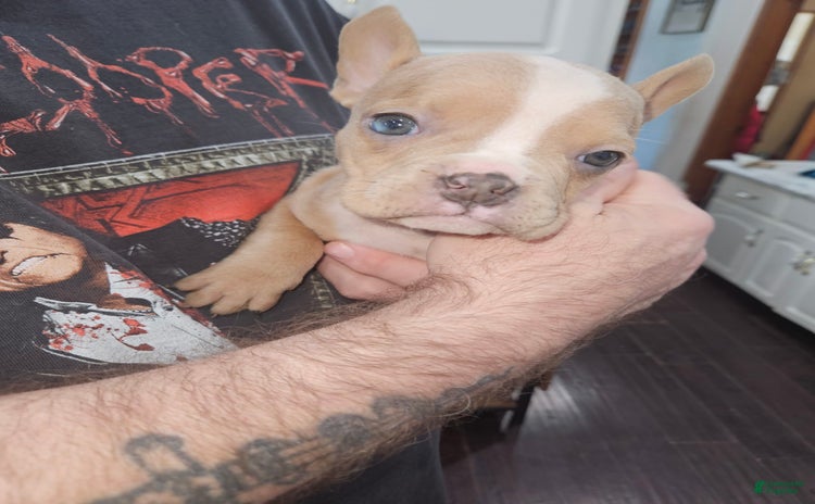 American Bully dogs for sale - Ad 2