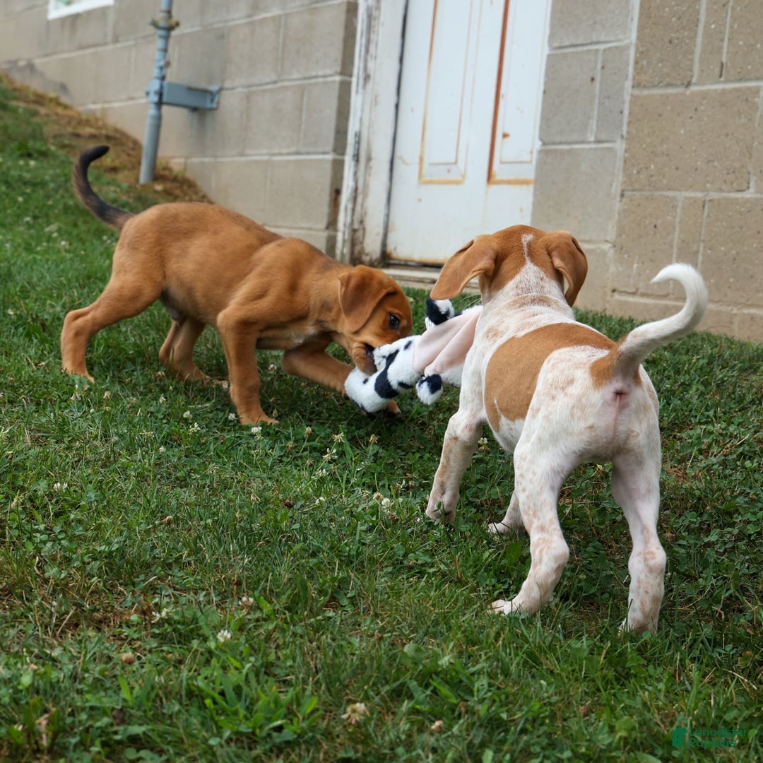 Beagle dogs for sale: Cookie - Image 3