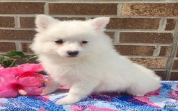 American Eskimo dogs for sale: Gloria - Image 2