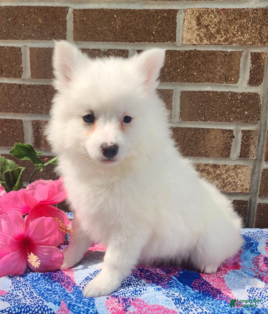 American Eskimo dogs for sale: Gloria - Image 2