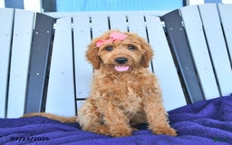 Mini Goldendoodle dogs for sale: Aurora - Image 2