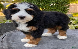 Mini Bernedoodle dogs for sale: ❤️ Boston Ma ❤️ Mini Bernedoodle - Image 4