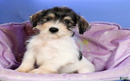 Miniature Schnauzer dogs for sale: Bethany - Image 4