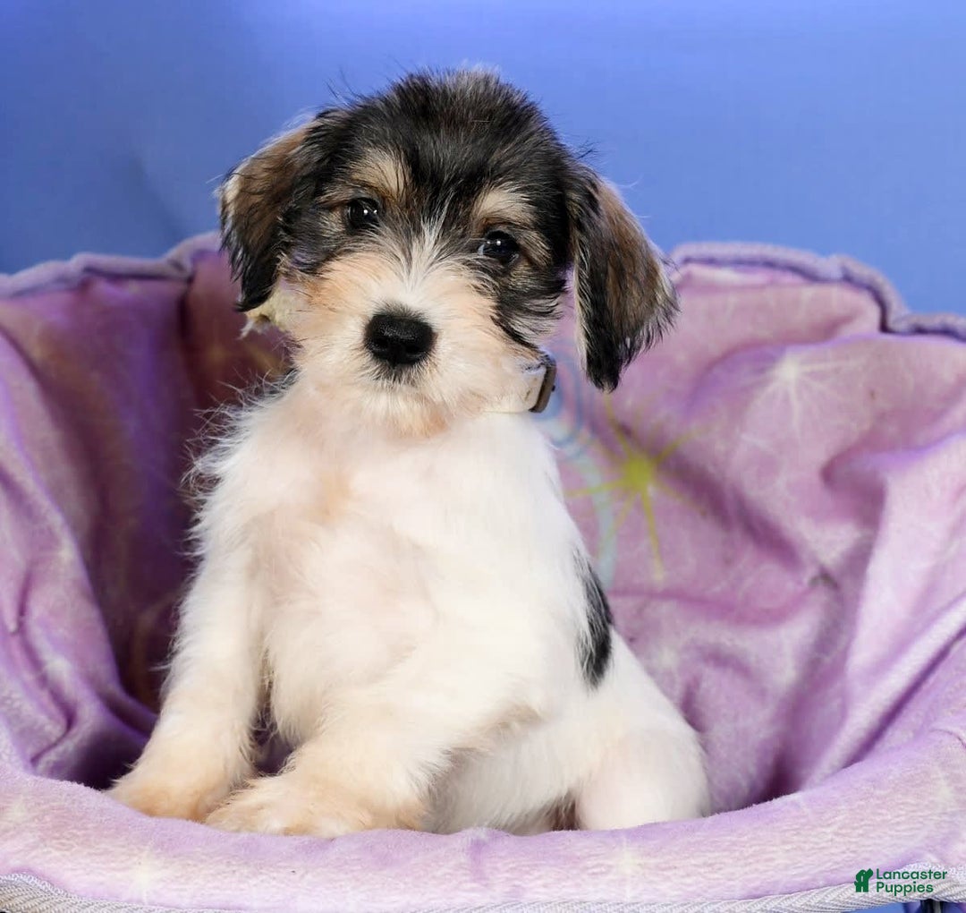 Miniature Schnauzer dogs for sale: Bethany - Image 4