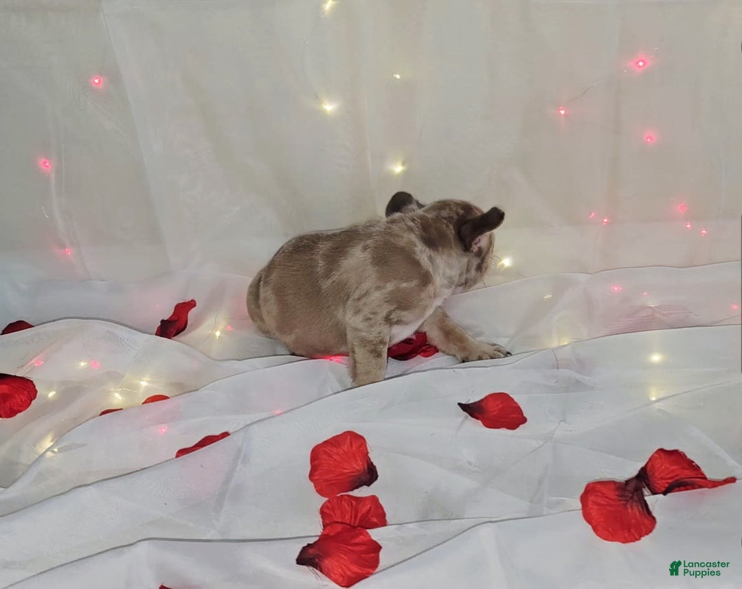 French Bulldog dogs for sale: Daphne - Image 4