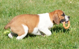 Beabull dogs for sale: Angie - Image 15