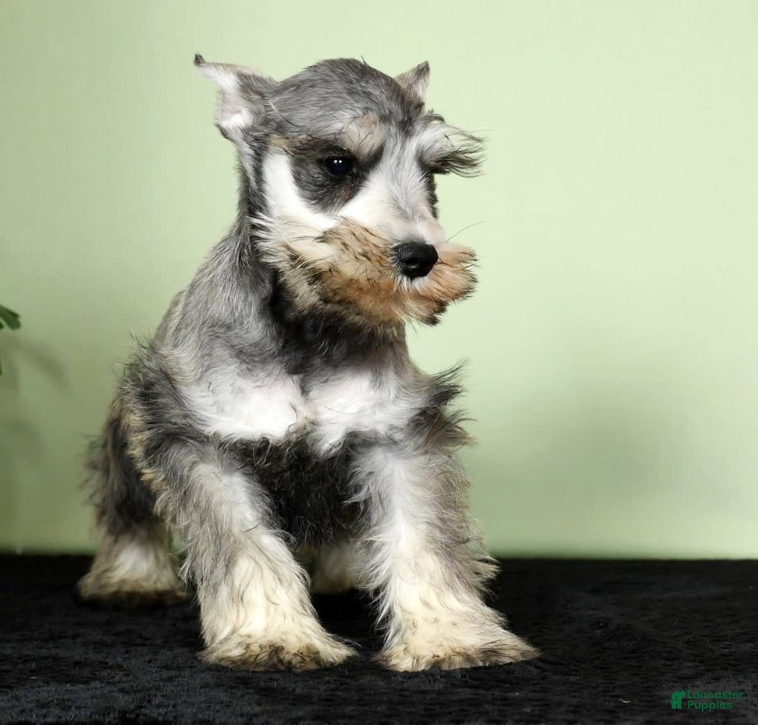 Miniature Schnauzer dogs for sale: Winston - Image 4