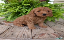 Mini Goldendoodle dogs for sale: Mini -kobe - Image 42