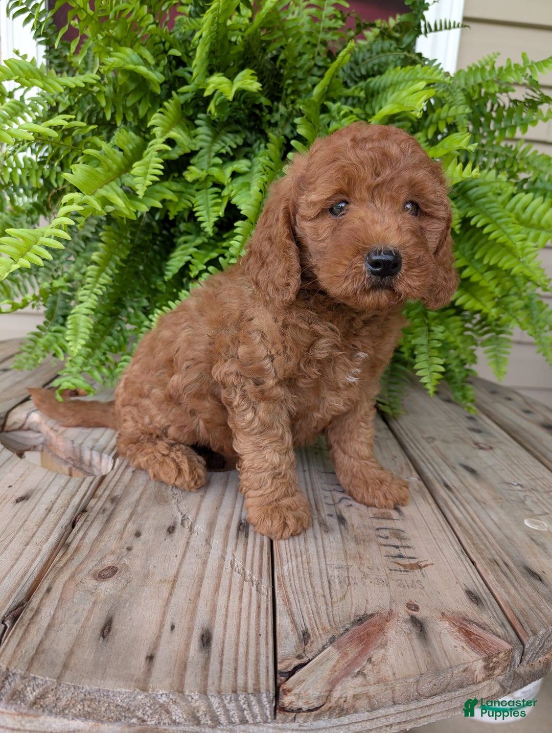 Mini Goldendoodle dogs for sale: Mini -kobe - Image 42