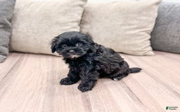 Shihpoo dogs for sale: Raven - Image 4