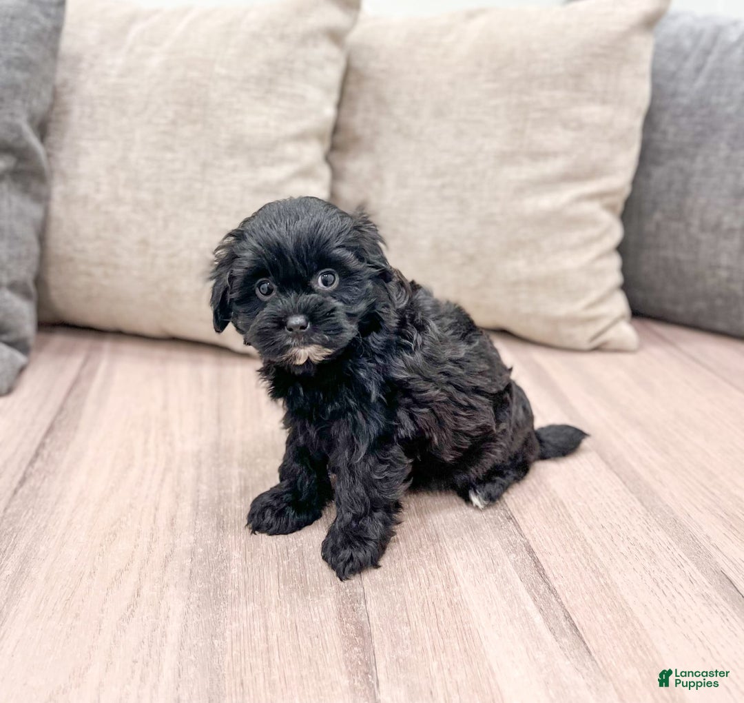 Shihpoo dogs for sale: Raven - Image 4