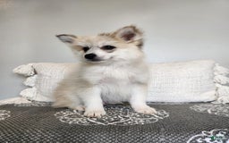 Pomsky dogs for sale: Blizzard - Image 2