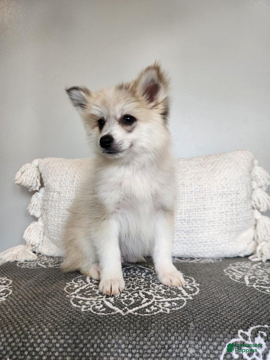 Pomsky dogs for sale: Blizzard - Image 2