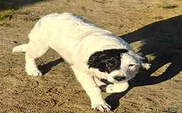 Border Collie dogs for sale: Divvy - Image 4
