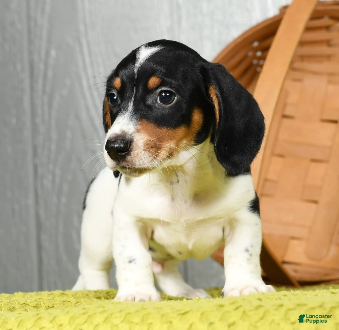 Miniature Dachshund dogs for sale: Buster - Image 5