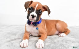 Boxer dogs for sale: Rick - Image 3