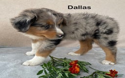 Australian Shepherd dogs for sale: Dallas - Image 4