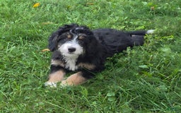 Mini Bernedoodle dogs for sale: Hazel - Image 14