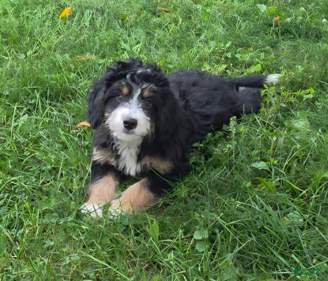 Mini Bernedoodle dogs for sale: Hazel - Image 14