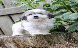 Malshi dogs for sale: Fawn - Image 2