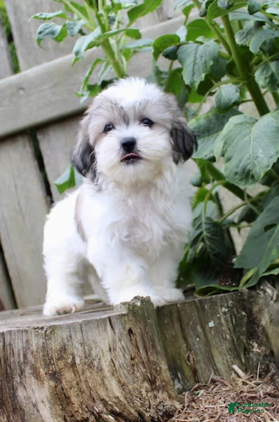 Malshi dogs for sale: Fawn - Image 2